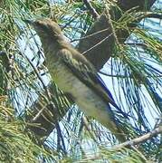 White-shouldered Triller