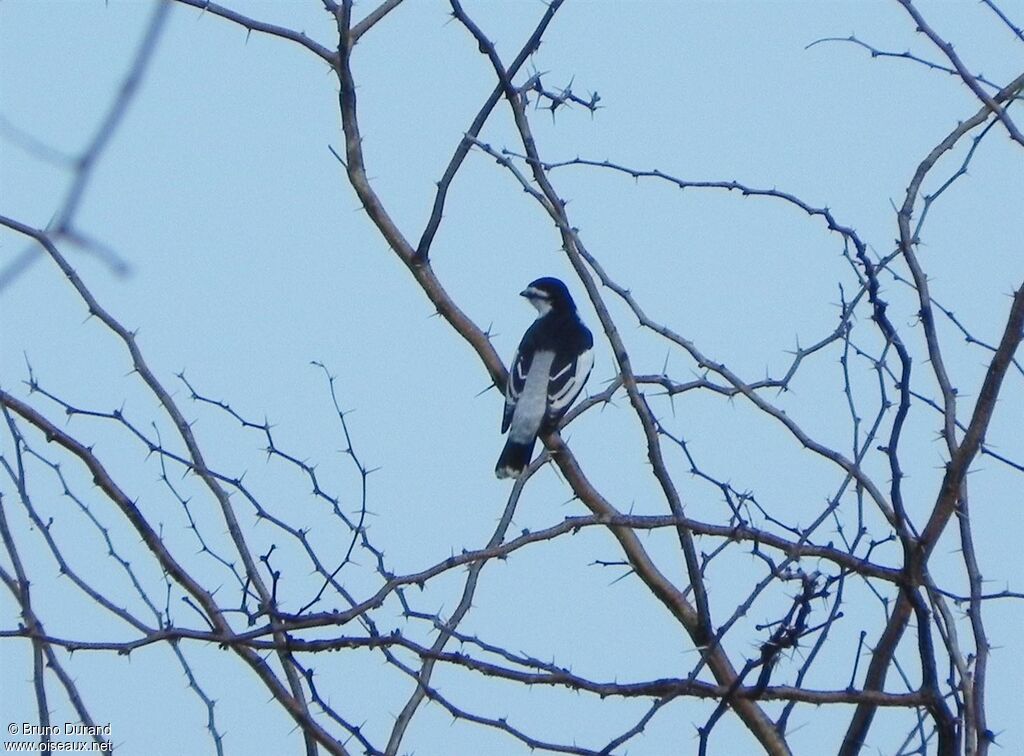 White-shouldered Triller male adult breeding, identification