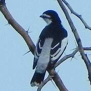 White-shouldered Triller