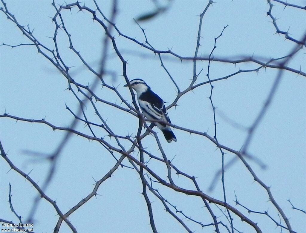 White-shouldered Triller male adult breeding, identification