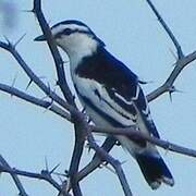 White-shouldered Triller