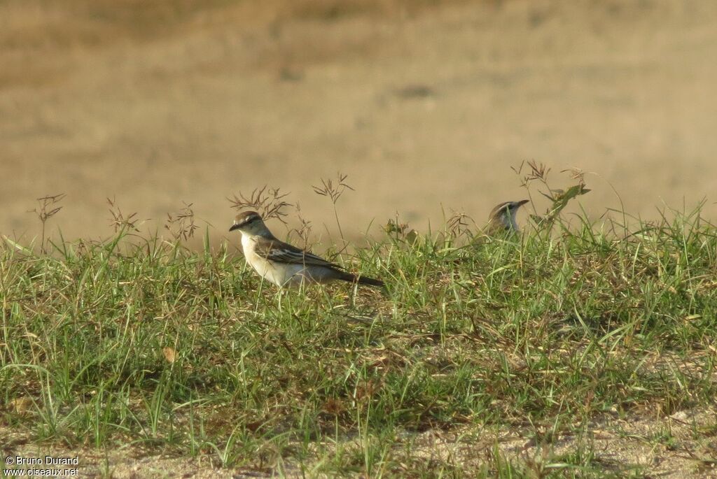 White-shouldered Triller female, identification