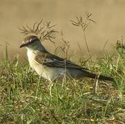 White-shouldered Triller