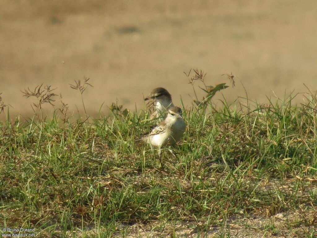 White-shouldered Triller female, identification, Behaviour