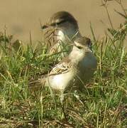 White-shouldered Triller