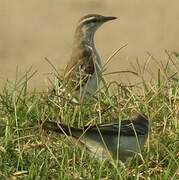 White-shouldered Triller