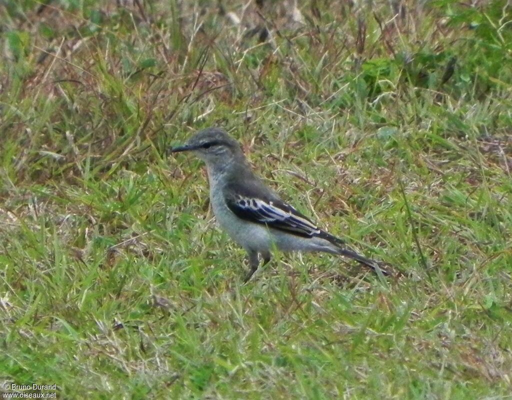 White-shouldered Triller male adult, identification