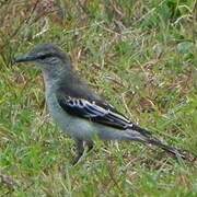 White-shouldered Triller