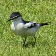 White-shouldered Triller