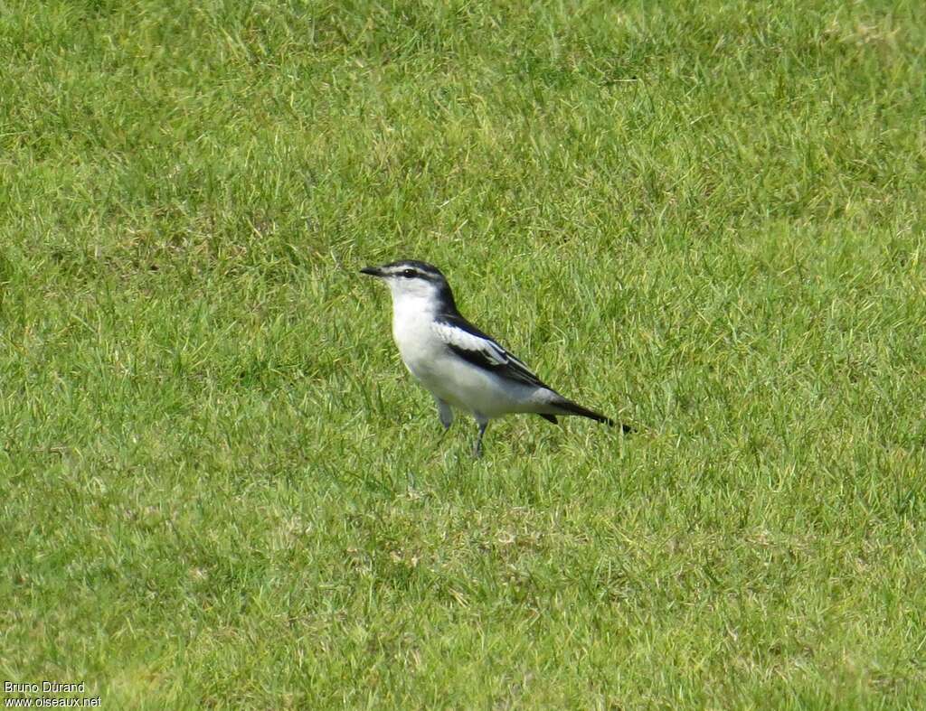 White-shouldered Triller male adult, identification