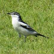 White-shouldered Triller