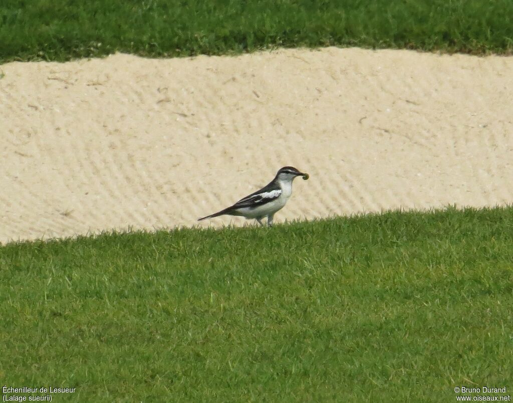 White-shouldered Triller male adult breeding, identification, feeding habits, Reproduction-nesting