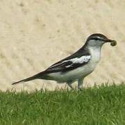 White-shouldered Triller