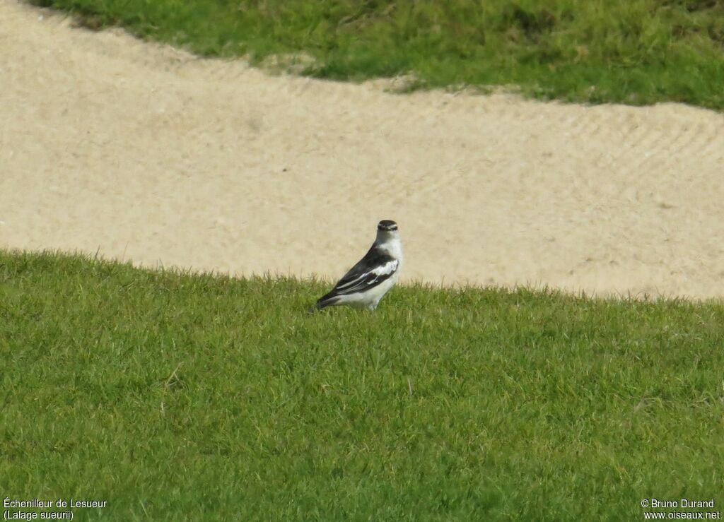 White-shouldered Triller male adult breeding, identification, Behaviour