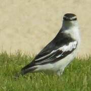 White-shouldered Triller