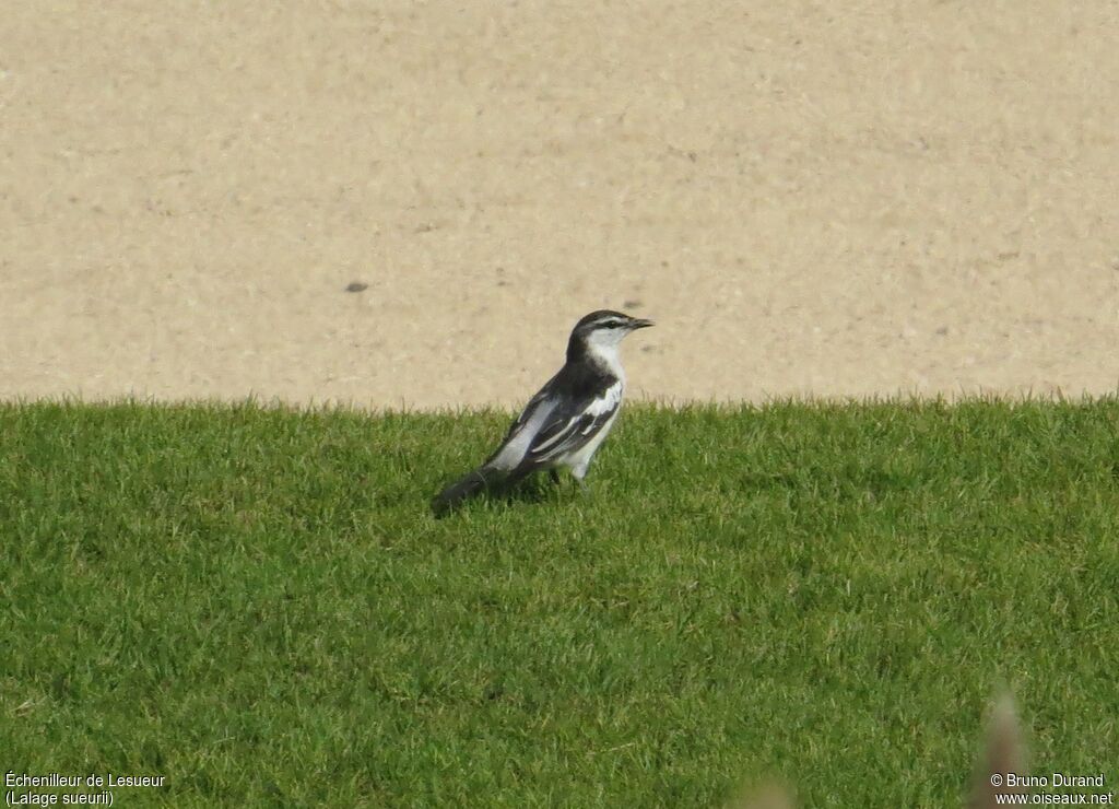 White-shouldered Triller male adult breeding, identification