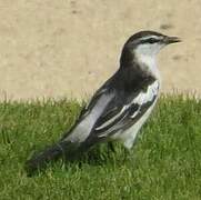 White-shouldered Triller