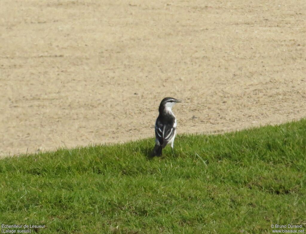 White-shouldered Triller male adult breeding, identification