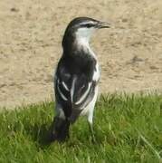 White-shouldered Triller