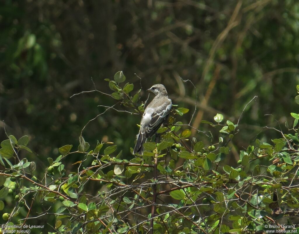 White-shouldered Triller female adult, identification