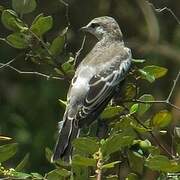 White-shouldered Triller