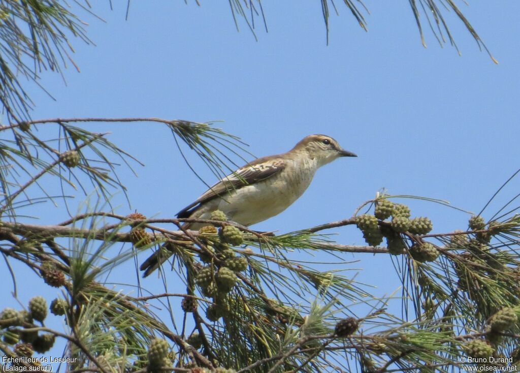 White-shouldered Triller female adult, identification