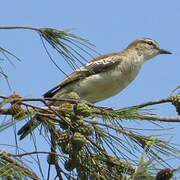 White-shouldered Triller