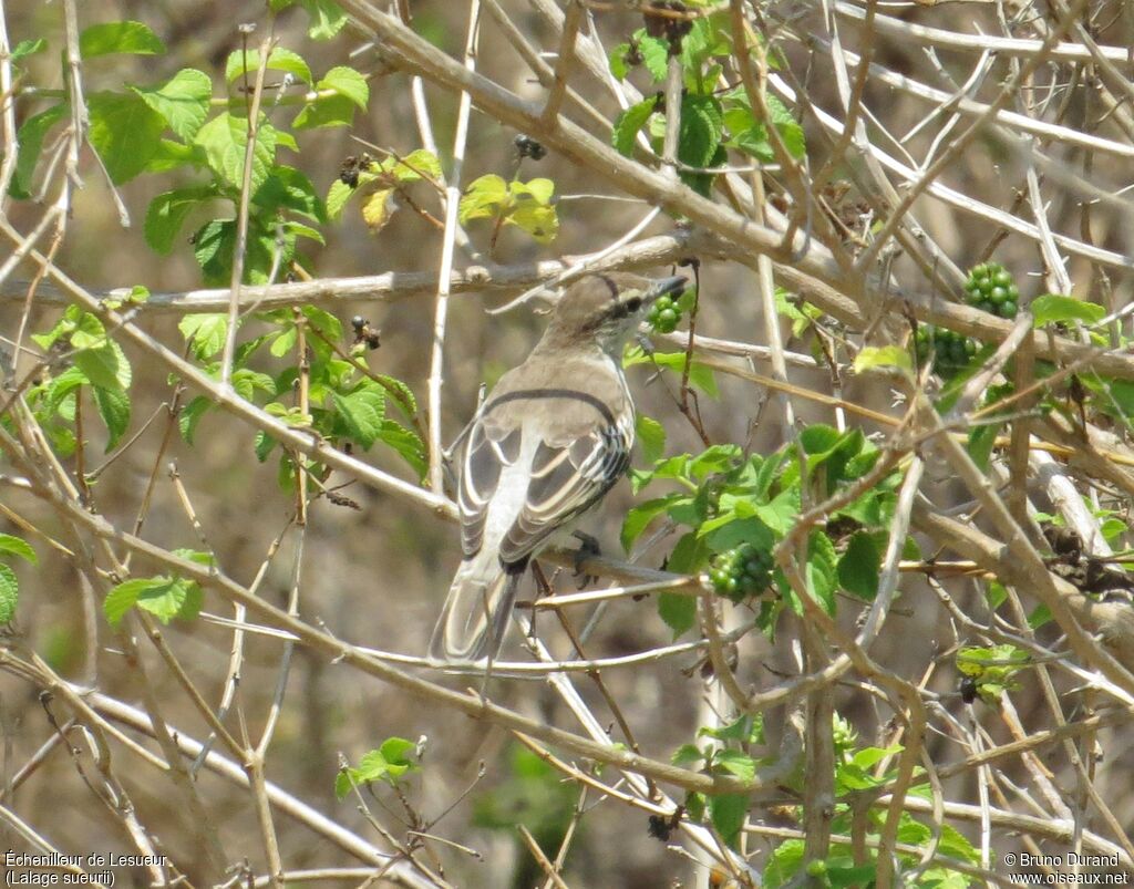 White-shouldered Triller female adult, identification