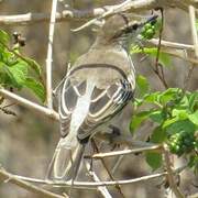 White-shouldered Triller