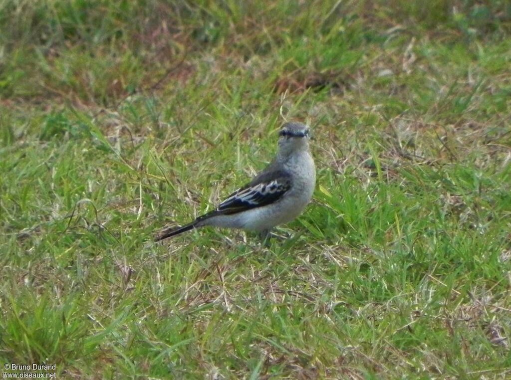 White-shouldered Triller male adult, identification