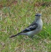 White-shouldered Triller