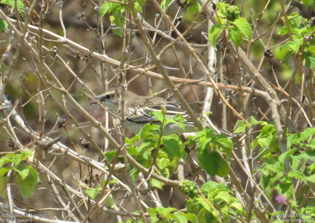 White-shouldered Triller female adult, identification