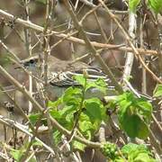 White-shouldered Triller