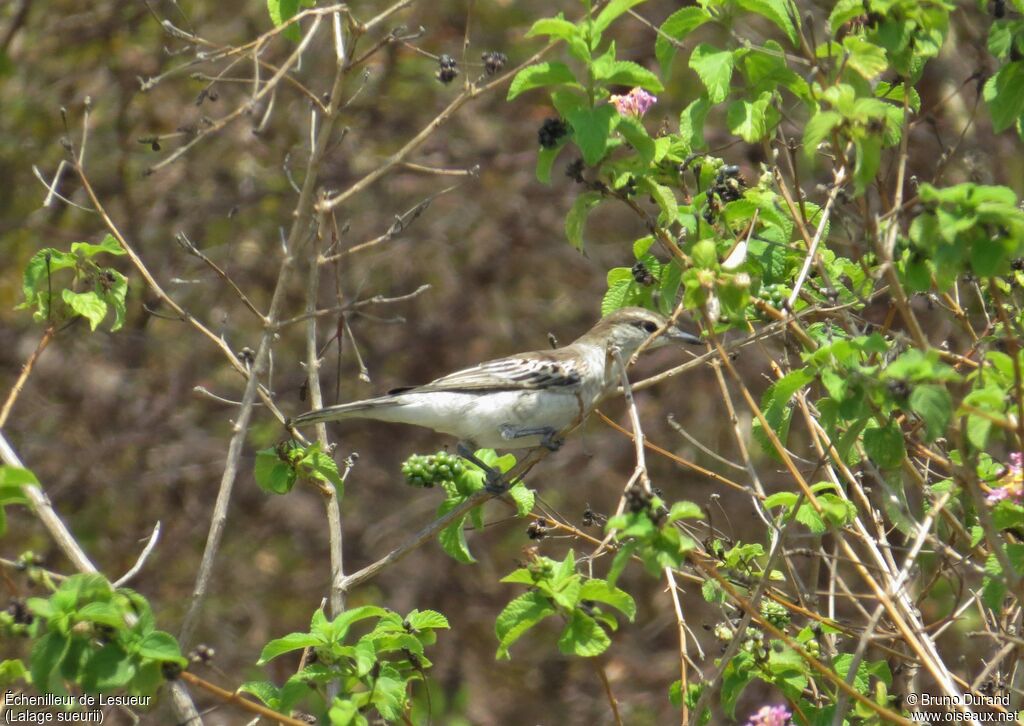 White-shouldered Triller female adult, identification