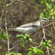 White-shouldered Triller