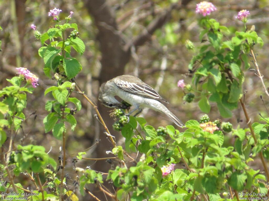 White-shouldered Triller female adult, identification, feeding habits, Behaviour