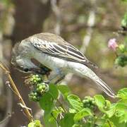 White-shouldered Triller