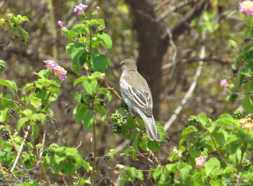 Échenilleur de Lesueur femelle adulte, identification