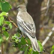 White-shouldered Triller