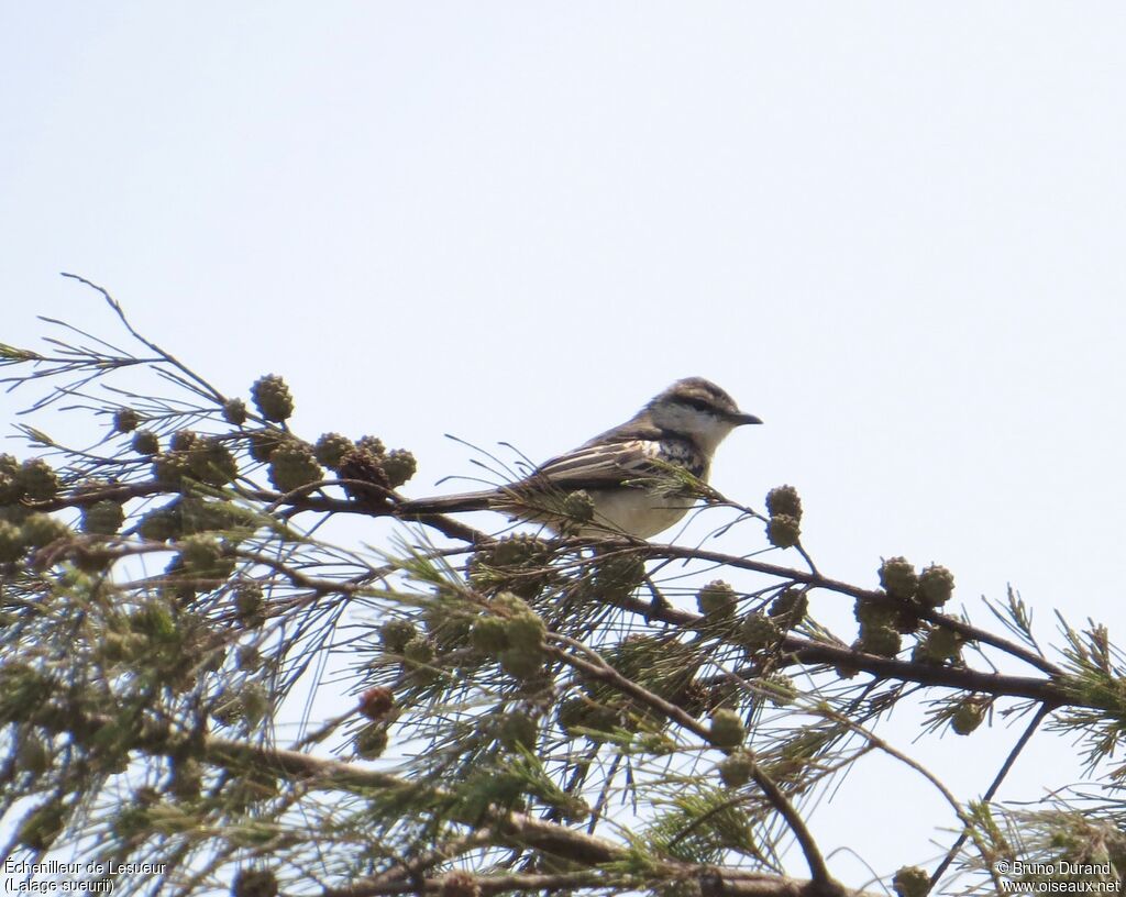 White-shouldered Triller male adult, identification