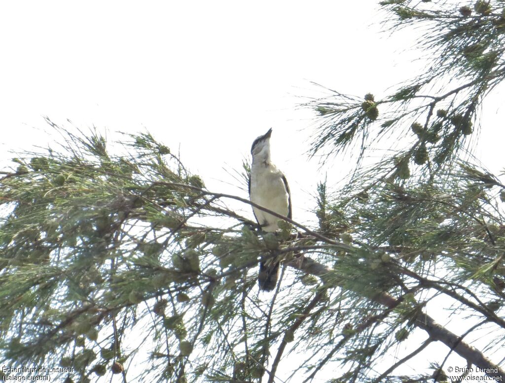 White-shouldered Triller male adult, identification