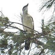 White-shouldered Triller