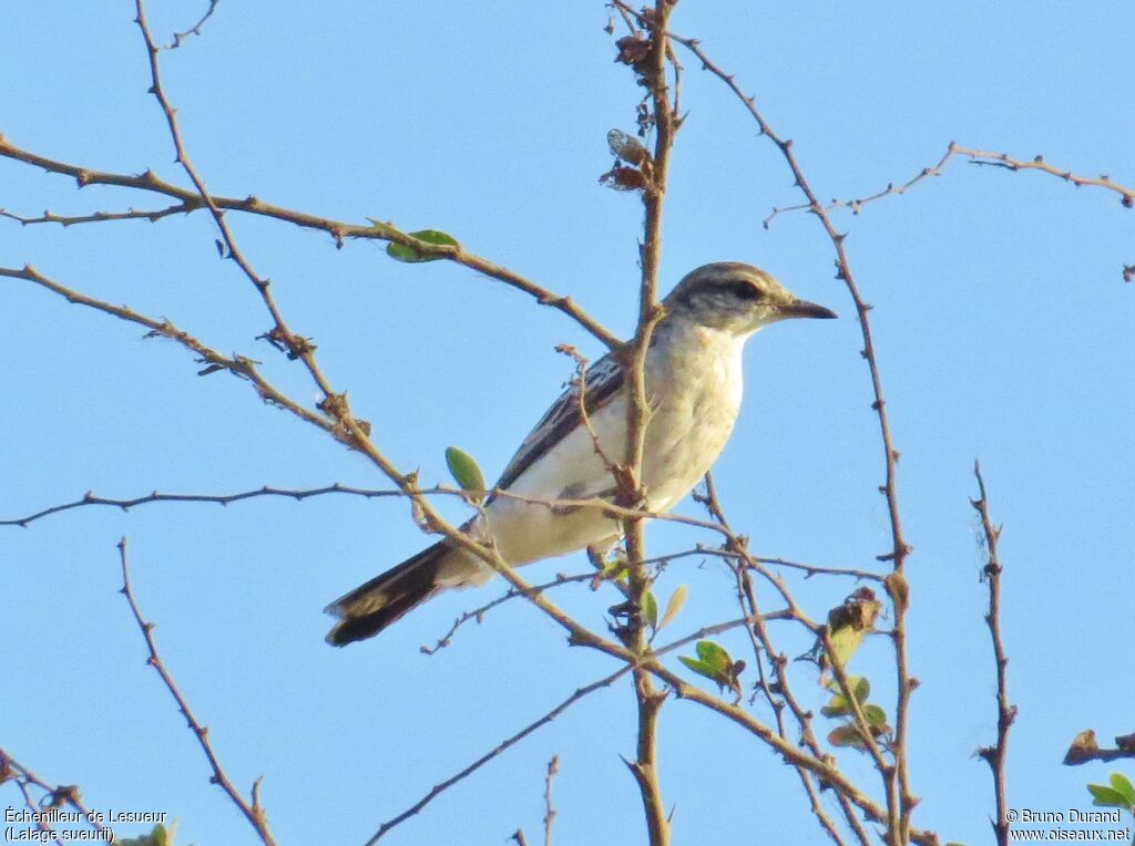 White-shouldered Triller, identification