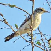 White-shouldered Triller