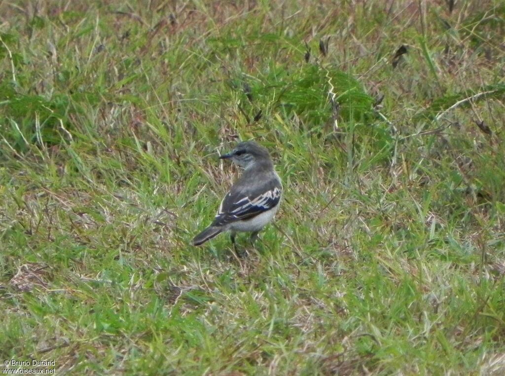 White-shouldered Triller male adult, identification