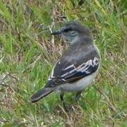 White-shouldered Triller