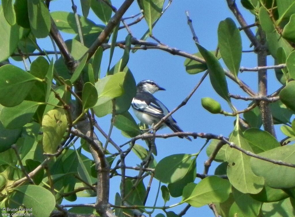 White-shouldered Triller male adult breeding, identification