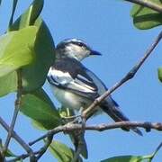 White-shouldered Triller