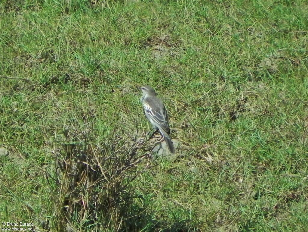 Échenilleur de Lesueur mâle adulte, identification