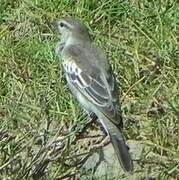 White-shouldered Triller